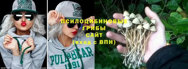 hydra как зайти  хочу   Донецк  Псилоцибиновые грибы Magic Shrooms 